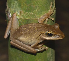 [http://www.amphibiancare.com/frogs/caresheets/images/goldentreefrog02.jpg]