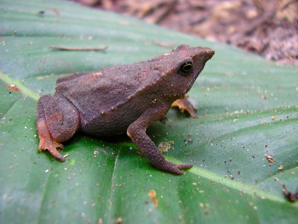 http://www.amphibiancare.com/frogs/gallery/images/peru/herps/bufo_sp01.jpg