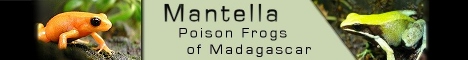 Mantella: Poison Frogs of Madagascar